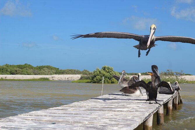 Rio Lagartos+Coloradas Tourist Collective (Lake Rosa)+Cenote - Convenient Transport and Group Size
