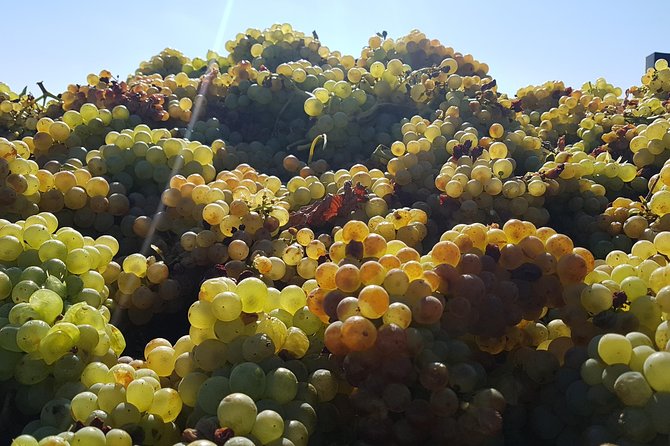 Rioja Full Experience Tour from San Sebastian with Lunch - What Sets This Tour Apart from Others