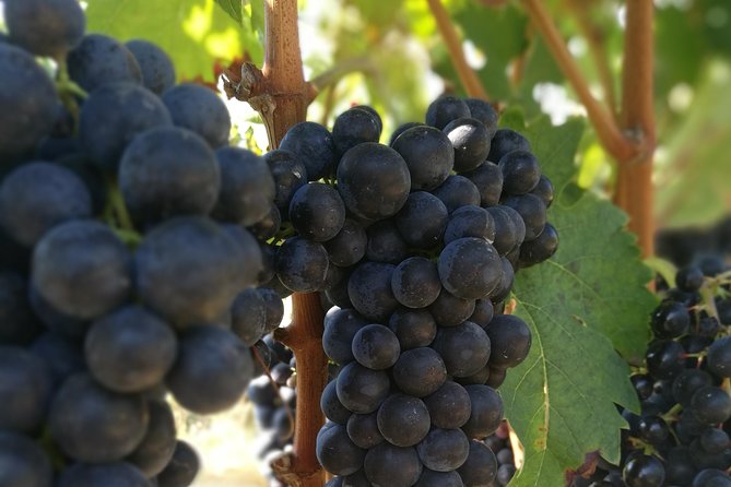 Rioja Wine Private Tour from San Sebastian - Wine Tasting Variety and Quality