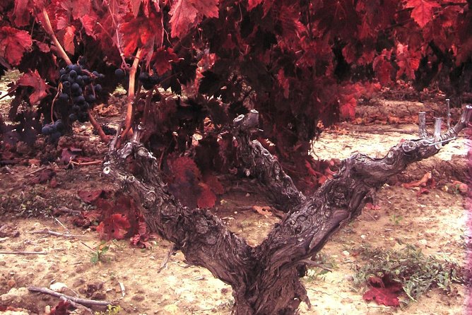 Rioja Wine Tour: 2 Wineries From Bilbao - Lunch in Laguardia or Labastida: A Taste of Local Cuisine