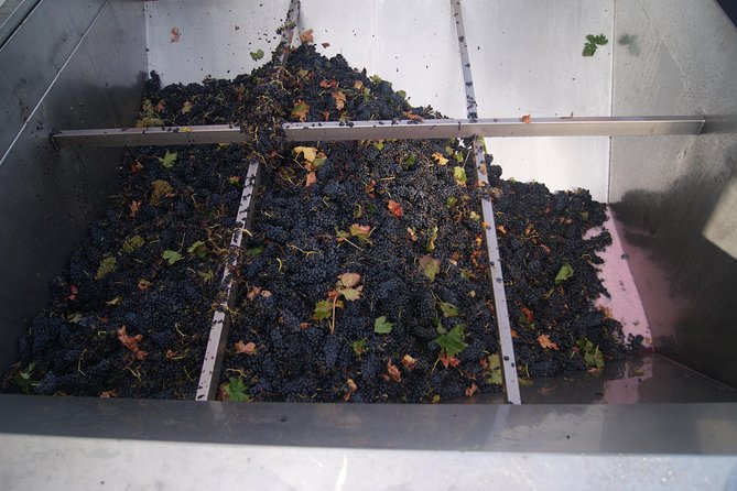 Rioja Wine Tour: Winery, Tasting & Lunch from San Sebastian - Logistics and Accessibility