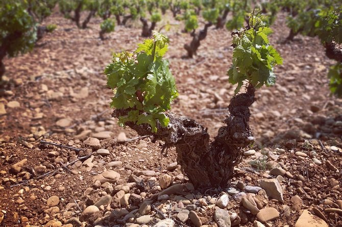 Rioja winery hopping tour from San Sebastian - Visiting Four Unique Wineries: Gomez Cruzado, Ostatu, Roda, and Laguardia