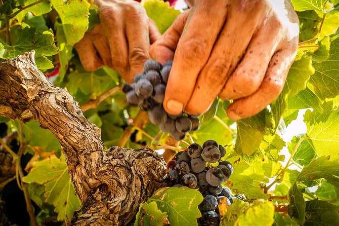 Rivaltes  Secrets of the Terroir and Tasting of Unique Wines! - Inside the Cellar: From Grape to Glass