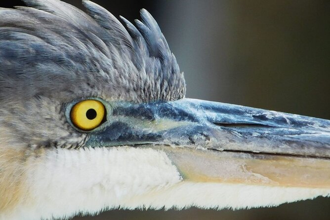 River Cruise Tour with Manatee Viewing - Wildlife Sightings and Customer Satisfaction