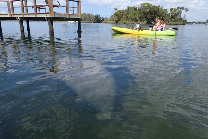 River Cruise Tour with Manatee Viewing - Crystal River Manatee River Cruise: Final Thoughts