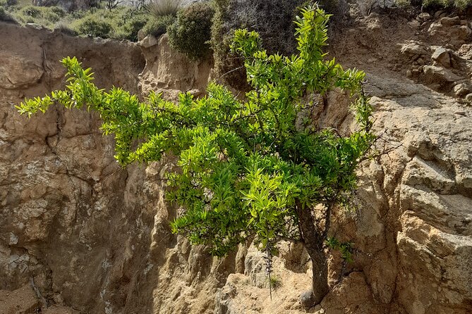 Riverbank Adventure in Naxos (Kinidaros - Eggares) - Practical Details: Timing, Weather, and Cancellation