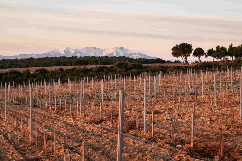 Rivesaltes - Secrets du Terroir and Unique Wine Tasting! - Comparing Similar Experiences in Perpignan