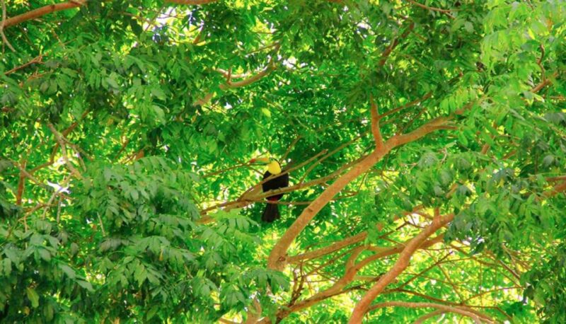 Riviera Maya: Horseback Riding at Rancho Bonanza - Exciting Jungle Adventure with Horseback Riding and Cenote Swim in Riviera Maya