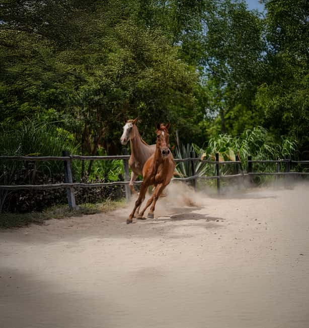 Riviera Maya: Horseback Riding at Rancho Bonanza - Unique Stops: Cenote Swim and Honey Tasting