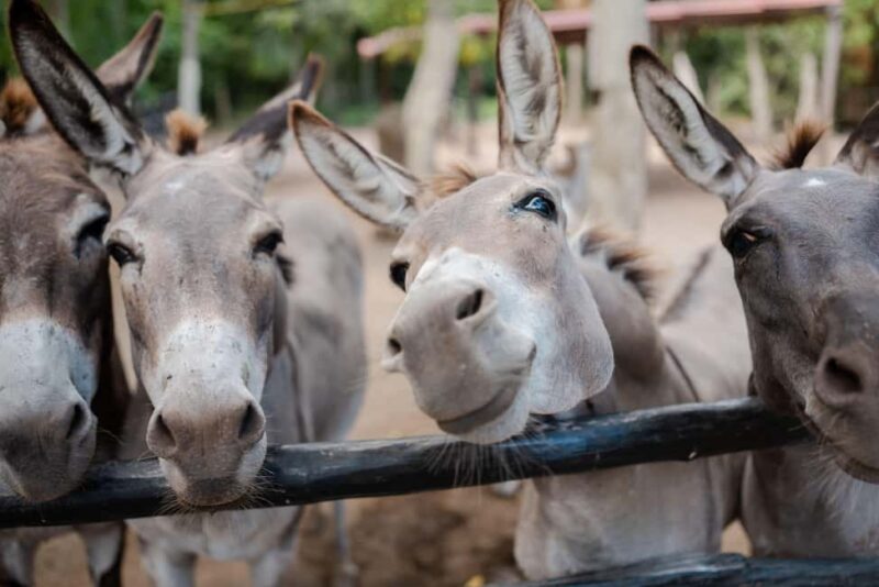 Riviera Maya: Horseback Riding at Rancho Bonanza - Educational Insights into Local Natural Products