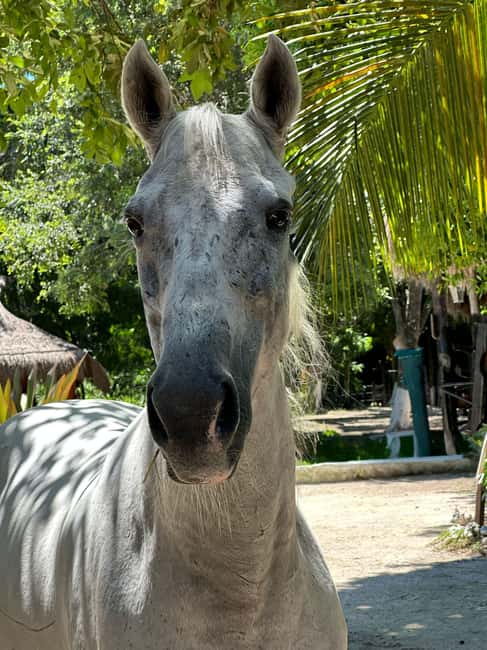 Riviera Maya: Horseback Riding at Rancho Bonanza - Practical Tips for Participants