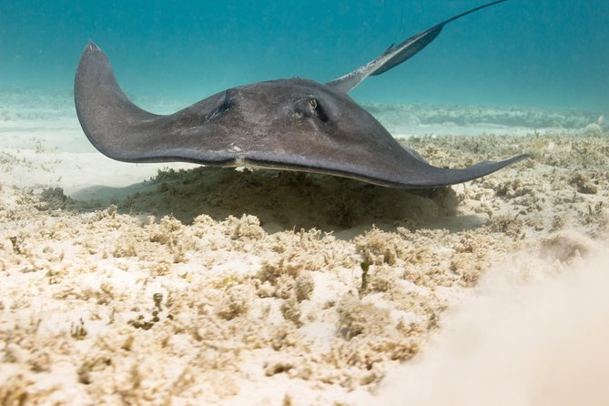 Riviera Maya Luxury Snorkeling Cruise with Lunch and Drinks - The Crew and Service Quality on the Catamaran