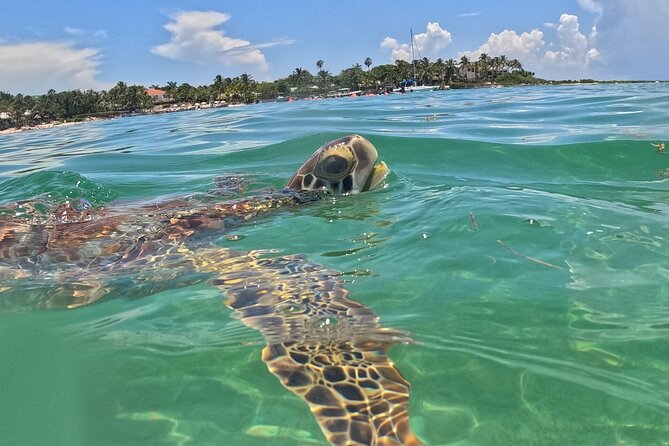 Riviera Maya Private Snorkeling Tour Adventure - Snorkeling at the Second-Largest Coral Reef Barrier