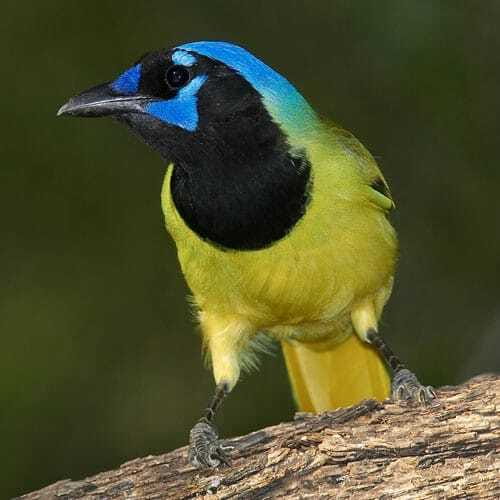 Riviera Maya: Puerto Morelos 4-Hour Bird Watching Tour - Key Points