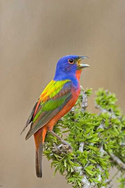 Riviera Maya: Puerto Morelos 4-Hour Bird Watching Tour - Spotting Migratory Birds During Their Journey