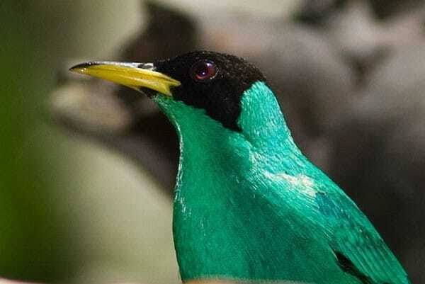 Riviera Maya: Puerto Morelos 4-Hour Bird Watching Tour - The Itinerary and Practical Details