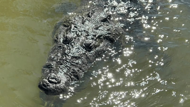 Riviera Maya: Rio Lagartos & Las Coloradas Day Trip w/Lunch - Visiting Las Coloradas’ Vibrant Salt Lakes