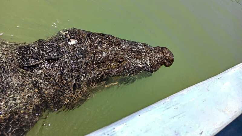 Riviera Maya: Rio Lagartos & Las Coloradas Day Trip w/Lunch - Enjoying a Authentic Local Lunch
