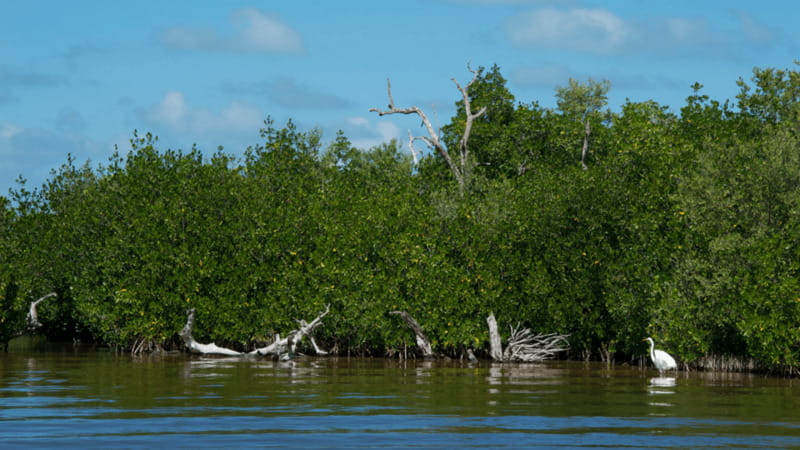 Riviera Maya: Rio Lagartos & Las Coloradas Day Trip w/Lunch - Free Time at the Beach and Practical Tips
