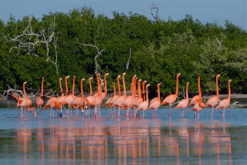 Riviera Maya: Rio Lagartos & Las Coloradas Day Trip w/Lunch - Who Will Enjoy This Tour Most