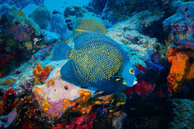 Riviera Maya Snorkeling Adventure: Lagoon, Cenotes Open & Cavern - Discovering Aktún Jungle Cave