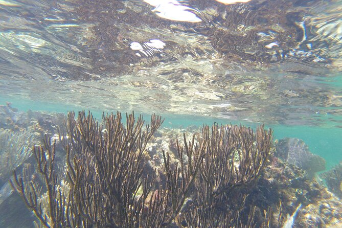 Riviera Maya Snorkeling - Who Will Enjoy This Tour the Most?