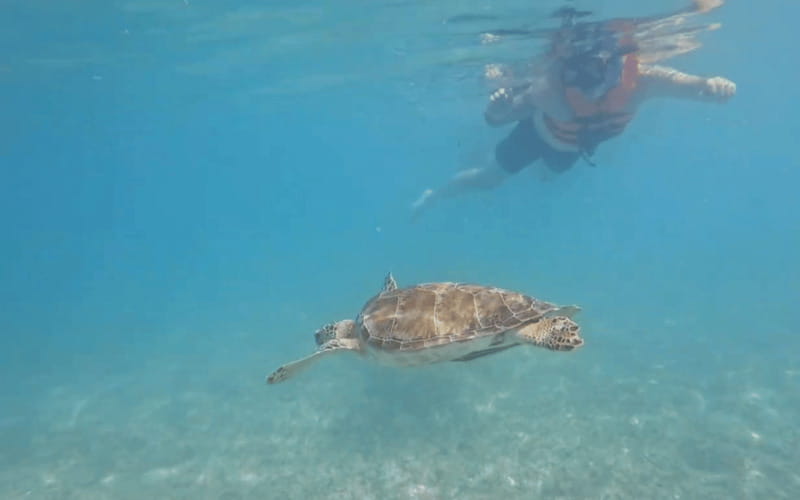 Riviera Maya: Tulum Ruins Tour, Turtle Swimming, Cenotes, and Lunch. - Key Points