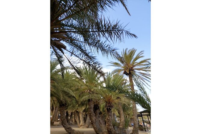 RIVIERA - Vai Palm Beach, Toplou Monastery - The Unique Vai Palm Forest and Beach