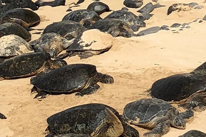 Road to Hana: Full-Day Scenic Drive with Blacksand & Waterfalls - Waterfalls and Coconuts at Puaa Kaa State Park