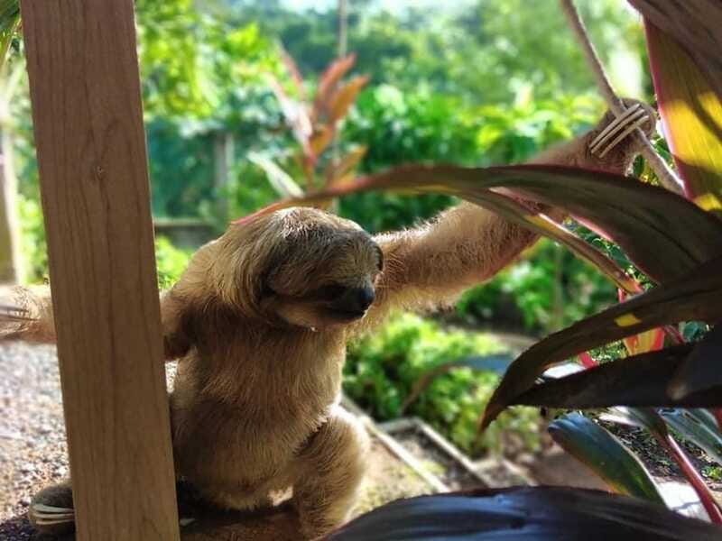 Roatán: Monkey and Sloth Sanctuary Tour - Who Will Appreciate This Tour Most?
