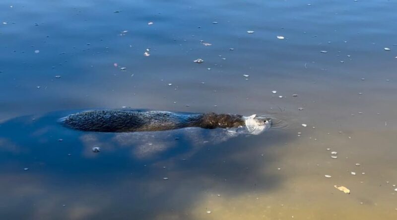Robinson Preserve Mangrove Tour - Key Points
