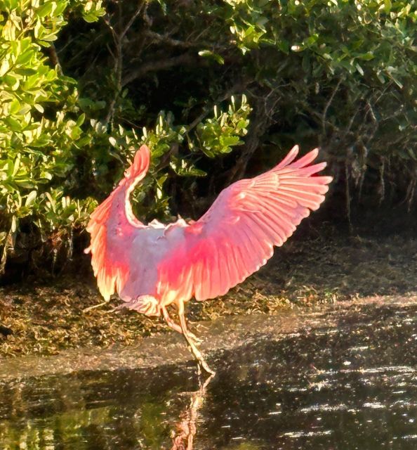 Robinson Preserve Mangrove Tour - Exploring Robinson Preserve on a Sit-On-Top Kayak