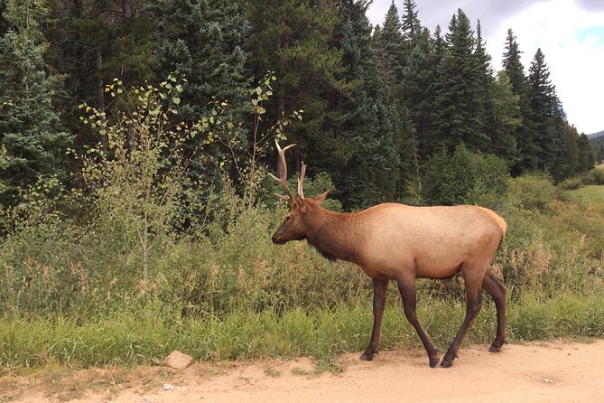 Rocky Mountain 4-Zipline Adventure on CO Longest and Fastest! - Physical Requirements and Booking Details