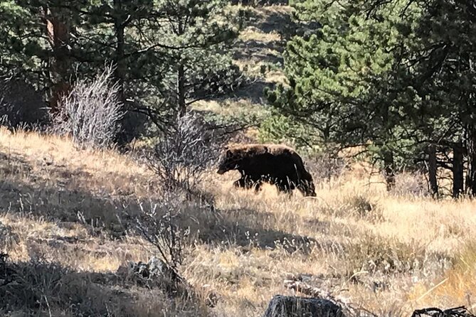 Rocky Mountain National Park in Summer Tour from Denver - Spotting Wildlife at Rock Cut and Other Overlooks
