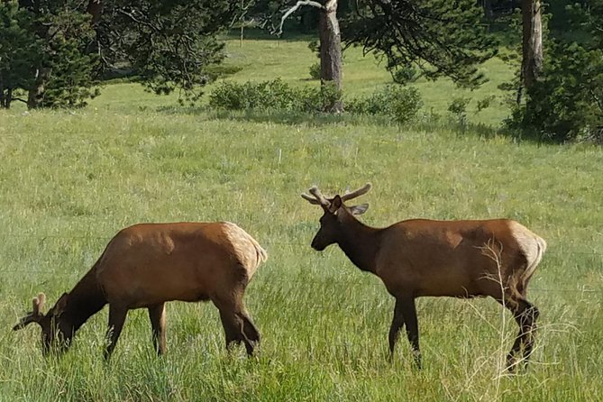 Rocky Mountain National Park in Summer Tour from Denver - Panoramic Views at Forest Canyon and Many Parks Curve