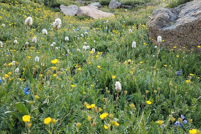 Rocky Mountain National Park in Summer Tour from Denver - Entering Estes Park and Visiting the Stanley Hotel