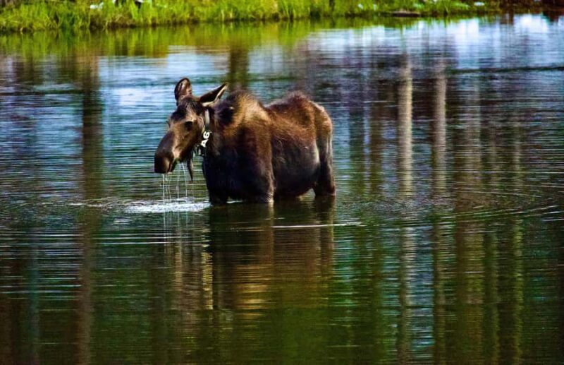 Rocky Mountain National Park: The Bear Lake Corridor - Experience the Beauty of Rocky Mountain National Park in Just 3 Hours