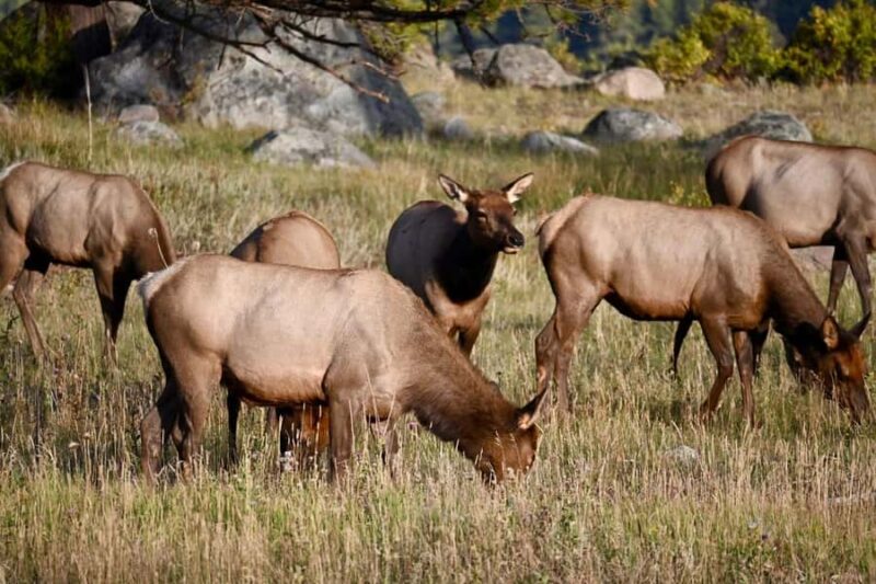 Rocky Mountain National Park: The Bear Lake Corridor - Scenic Drive Through Rocky Mountain National Park