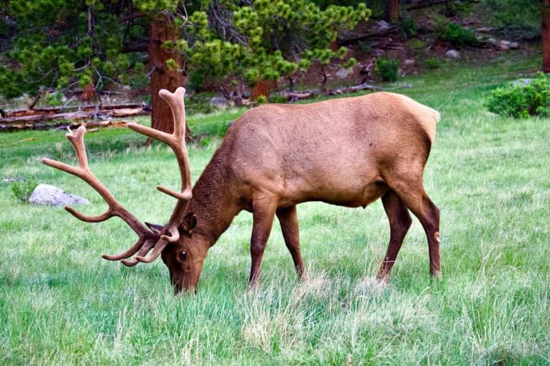 Rocky Mountain National Park: The Bear Lake Corridor - Sunset Views Over Sprague Lake