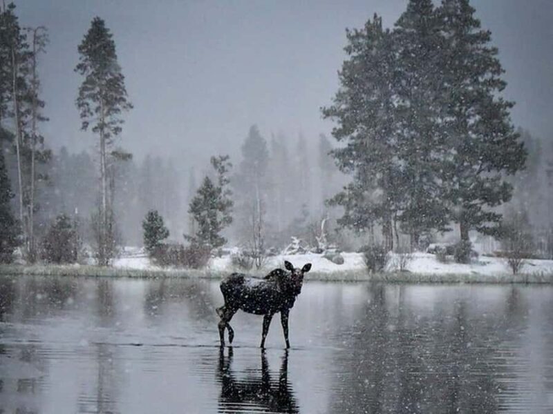 Rocky Mountain Winter Wonderland Adventure Tour - Experience the Unique Charm of the Rocky Mountain Winter Wonderland Adventure Tour