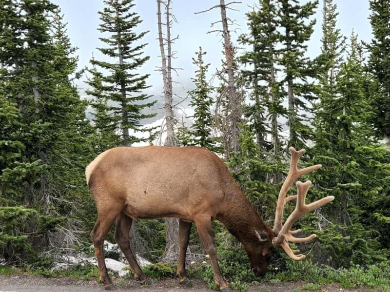 Rocky Mountains: Peak to Peak & Estes Park Small Group Tour - Starting Point in Boulder with Scenic Views on the Way