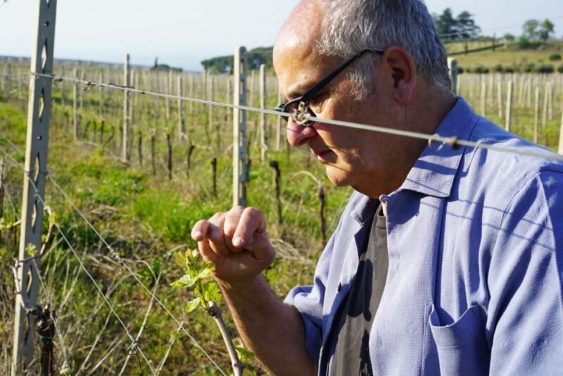 Roman Countryside Indulgence: Exclusive Wine Tasting - Logistics and Comfort During the Tour