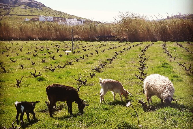Romantic Cycling Tour with Private Picnic at the beach - The Return Ride to Maou Vineyard Under Nightfall