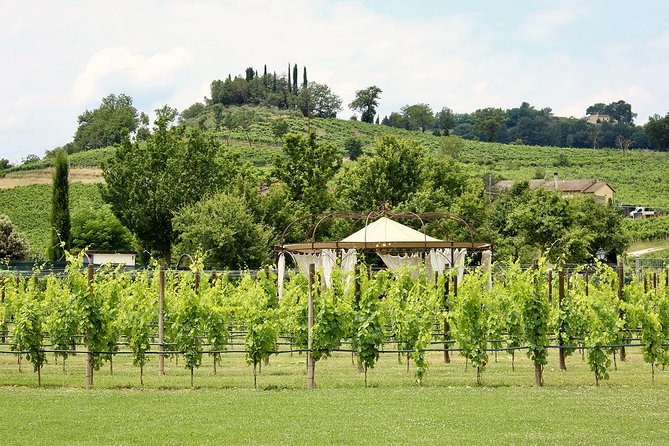Romantic Lunch in the Vine Rows in Tuscany - The Guide and Service Experience