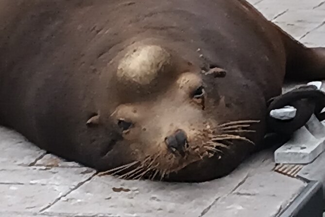 Romantic Luxury Boat Cruise with Wine Cheese Sea LionTours - Karaoke and Wildlife Sightings: A Fun Twist