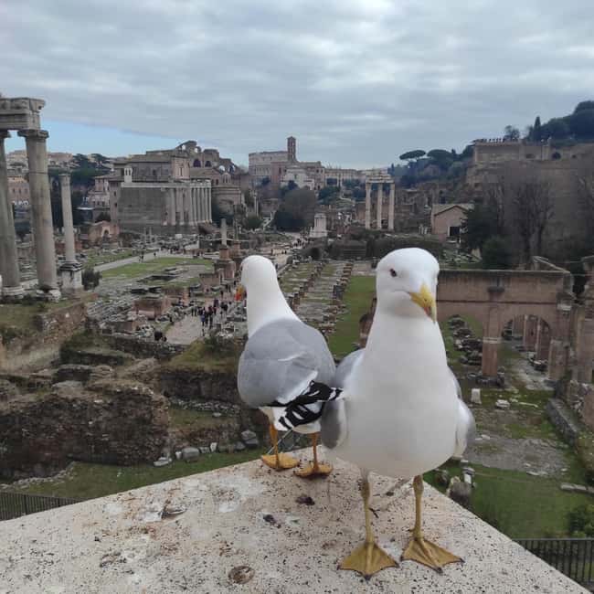 Rome: 4-Hour Private Tour with Driver - Final Thoughts on the Rome Private Driver Tour