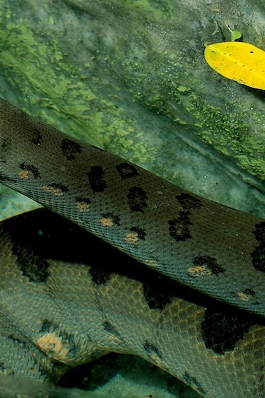 Rome: Bioparco di Roma Zoological Garden Entry Ticket - Exploring the Bioparco di Roma Location