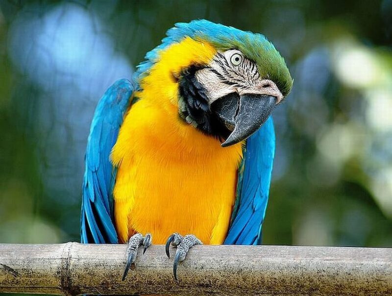 Rome: Bioparco di Roma Zoological Garden Entry Ticket - The Focus on Endangered Species and Conservation