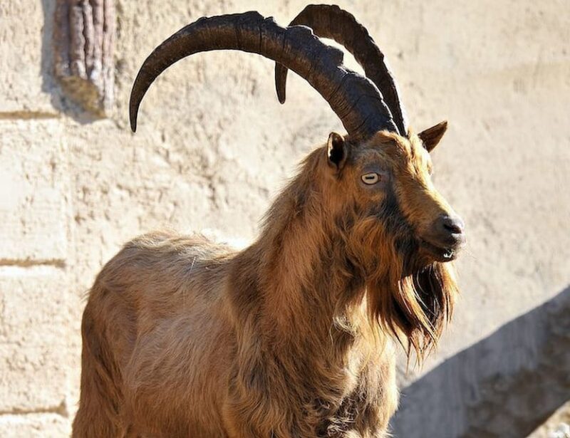 Rome: Bioparco di Roma Zoological Garden Entry Ticket - The Reptile House and Its Highlights