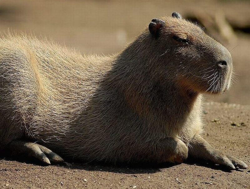 Rome: Bioparco di Roma Zoological Garden Entry Ticket - Why the Bioparco di Roma Is a Great Choice